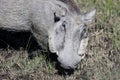 Warthog (Common Warthog) feeding. Delta Okavango