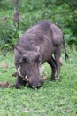 Warthog (Common Warthog) feeding. Delta Okavango