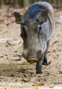 Warthog or Common Warthog, Phacochoerus africanus Royalty Free Stock Photo