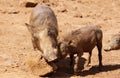 Warthog or Common Warthog, Phacochoerus africanus