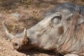 Warthog or Common Warthog Phacochoerus africanus