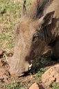 Warthog or Common Warthog Phacochoerus africanus