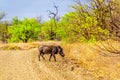 Warthog crossing a dirt road in Kruger National Park Royalty Free Stock Photo