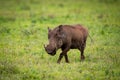 Warthog crossing grassland from right to left Royalty Free Stock Photo