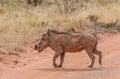 Warthog crossing road Royalty Free Stock Photo