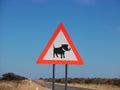 Warthog crossing Royalty Free Stock Photo