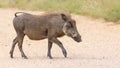 Warthog crossing the road by the vehicle Royalty Free Stock Photo