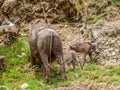 Warthog and cubs