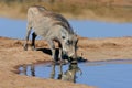 Warthog drinking