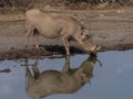 Warthog drinking with reflection in water Royalty Free Stock Photo