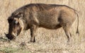 Warthog eating in the African savannah grasslands of the Pilanesberg National Park in South Africa