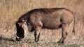 Warthog eating in the African savannah grasslands of the Pilanesberg National Park in South Africa