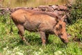 Warthog in kenya