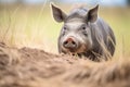 warthog entering burrow in grassland