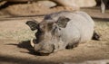 Warthog enjoying a siesta in the sun