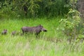 Warthog family