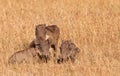 A Warthog Family Royalty Free Stock Photo