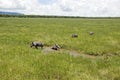 Warthog family Royalty Free Stock Photo