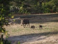 Warthog family Royalty Free Stock Photo