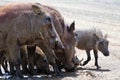 A Warthog family crosses a road Royalty Free Stock Photo