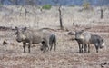 Warthog family in dry short grass Royalty Free Stock Photo
