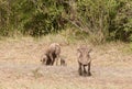 Warthog family with male standing guard