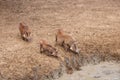 Warthog family