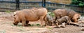 Warthog Family and Rhinoceros