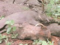 Warthog family taking an afternoon sleep Royalty Free Stock Photo