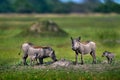 Warthog family, two young, in the green wet season African landscape. rown wild animal. Close-up detail of animal in nature Royalty Free Stock Photo