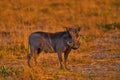 Warthog family, two young, in the green wet season African landscape. rown wild animal. Close-up detail of animal in nature Royalty Free Stock Photo