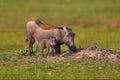 Warthog family, two young, in the green wet season African landscape. rown wild animal. Close-up detail of animal in nature Royalty Free Stock Photo