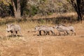 Warthog Animal Family Wildlife