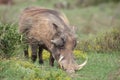 A warthog feeding Royalty Free Stock Photo