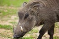 Warthog Royalty Free Stock Photo