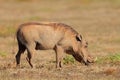 Warthog feeding in natural habitat, Addo Elephant National Park, South Africa Royalty Free Stock Photo