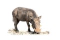 Warthog feeding on short grass in artistic conversion high key Royalty Free Stock Photo