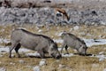 Warthog female with young feeding, Namibia Royalty Free Stock Photo