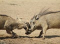 Warthog - Fight Club 2