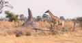 Warthog and a Giraffe in the Okavango Delta Royalty Free Stock Photo