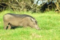Warthog Grazing Royalty Free Stock Photo