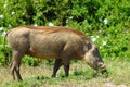 Warthog grazing Royalty Free Stock Photo