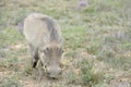 Warthog grazing, in Addo Elephant National Park