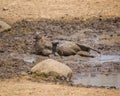 A Warthog happily wallowing in the mud Royalty Free Stock Photo