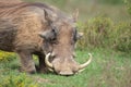 A warthog on his knees feeding Royalty Free Stock Photo