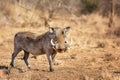 Warthog - Phacochoerus Royalty Free Stock Photo