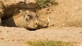 Warthog at his sweet home Royalty Free Stock Photo