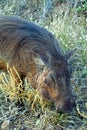 Warthog, Kasane, Botswana Royalty Free Stock Photo