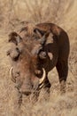 Warthog, Kenya, Africa