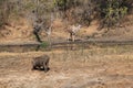 Warthog and Kudu antelope at Lake Panic
